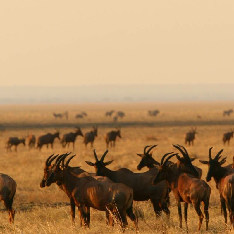 Katavi-Nationalpark