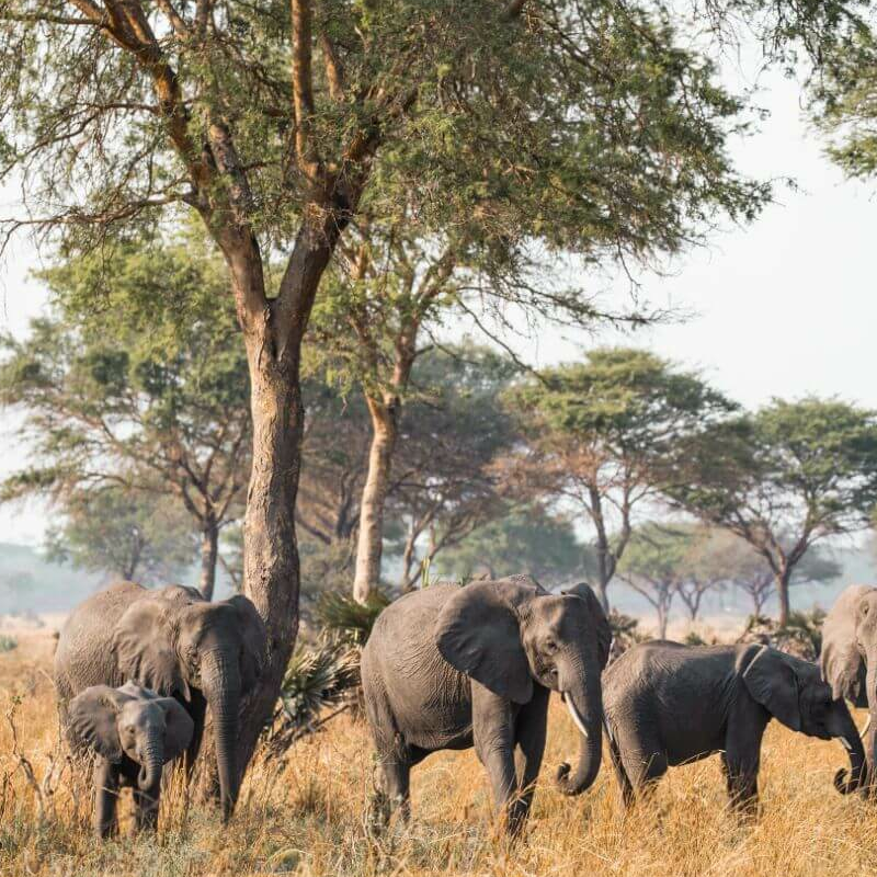 Katavi-Nationalpark