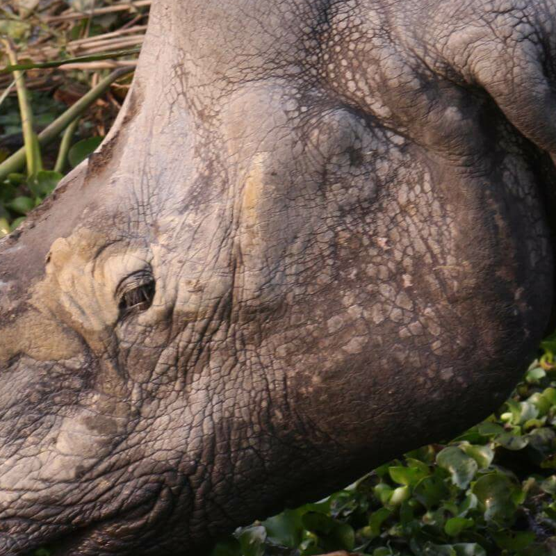 Kaziranga National Park