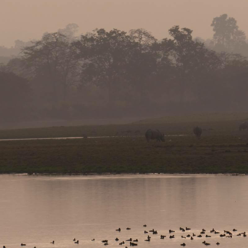 Kaziranga National Park