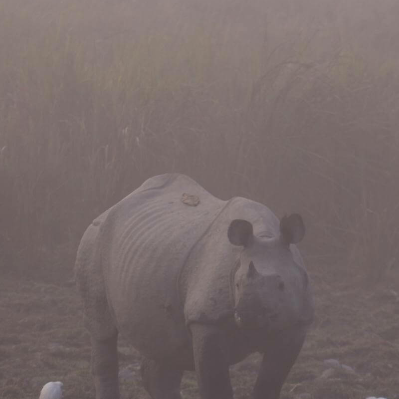 Kaziranga National Park