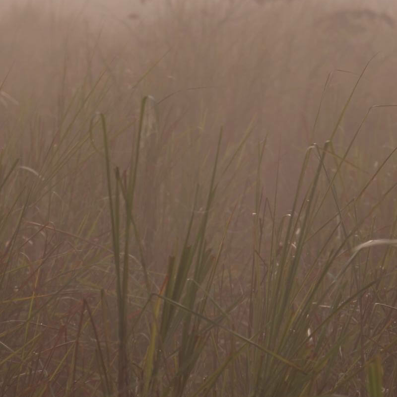 Kaziranga National Park