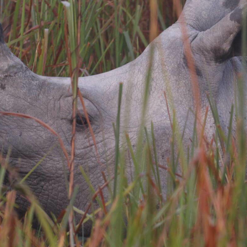 Kaziranga National Park