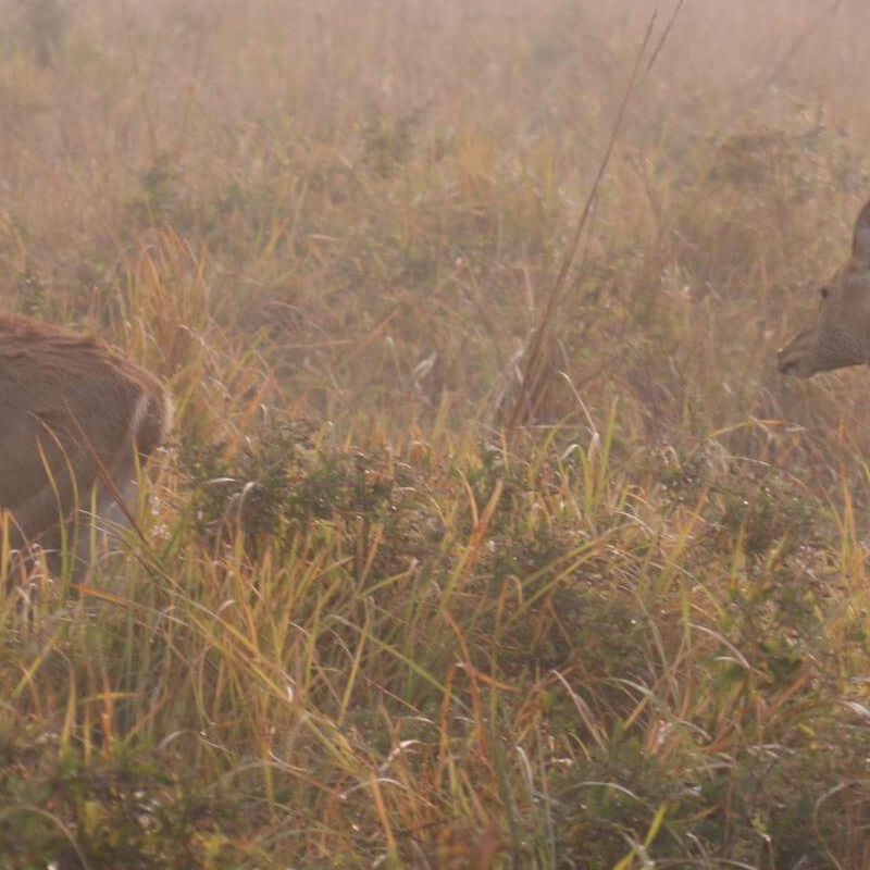 Kaziranga National Park