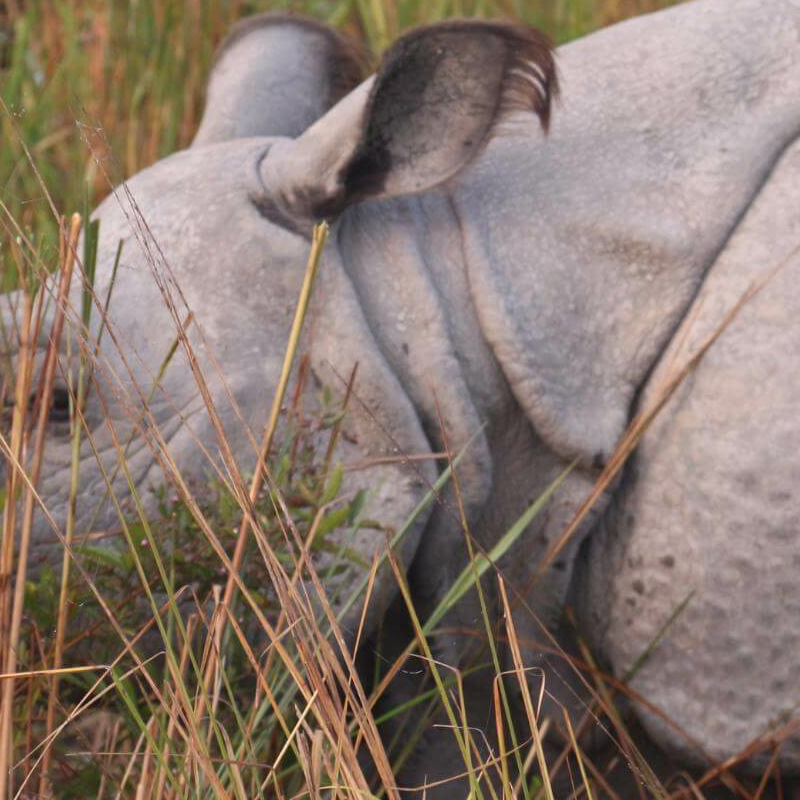 Kaziranga National Park