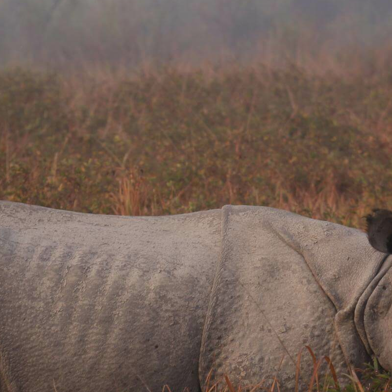 Kaziranga National Park