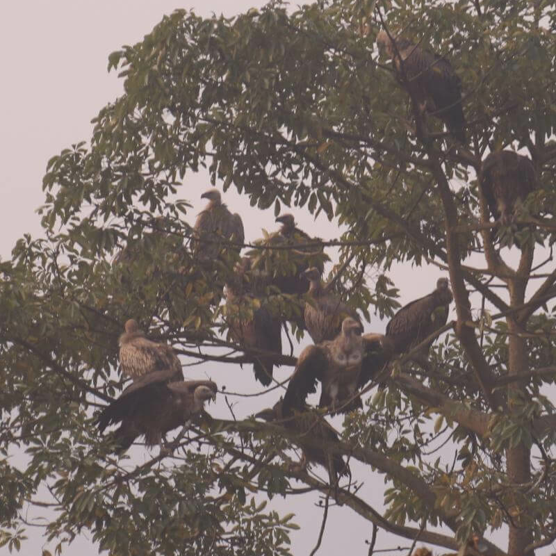 Kaziranga National Park