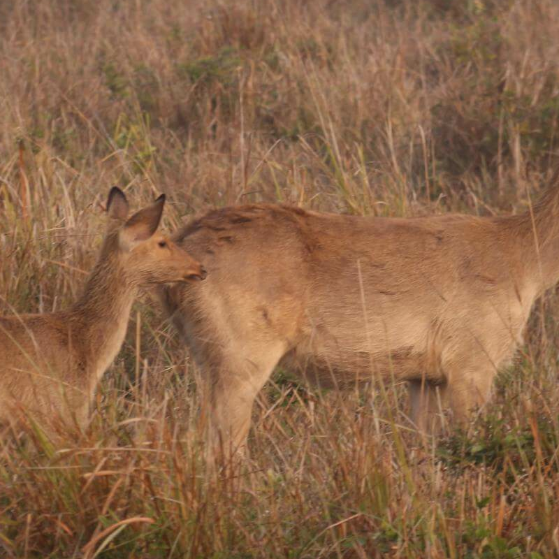 Kaziranga National Park