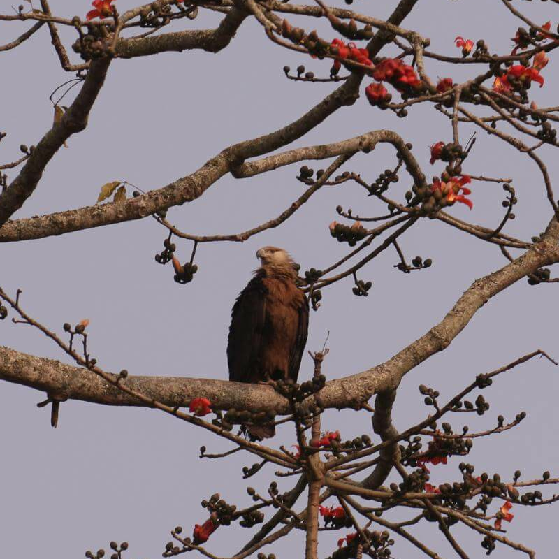Kaziranga National Park