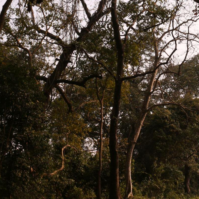 Kaziranga National Park