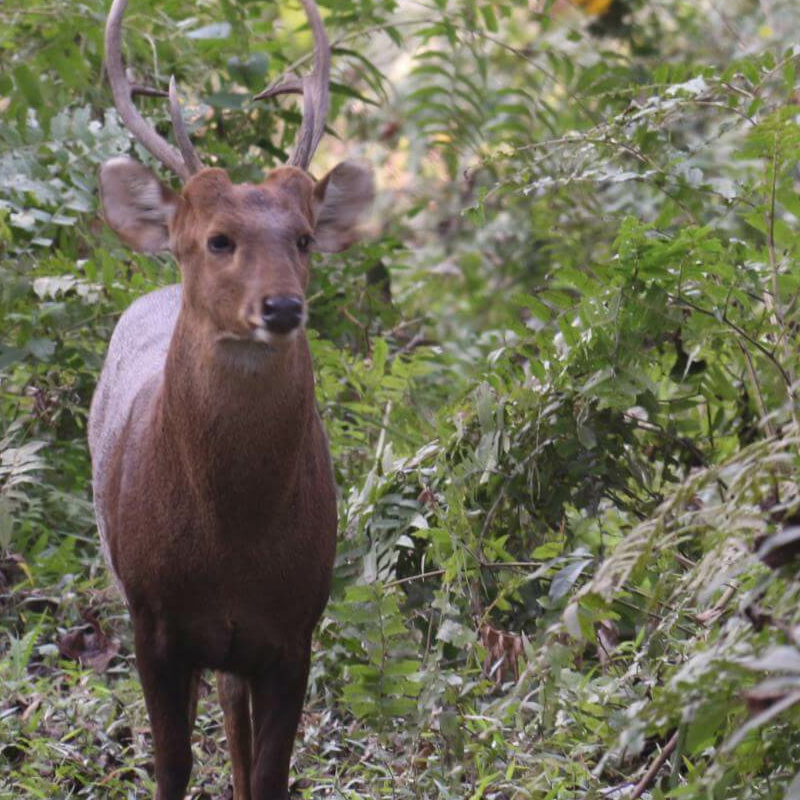 Kaziranga National Park