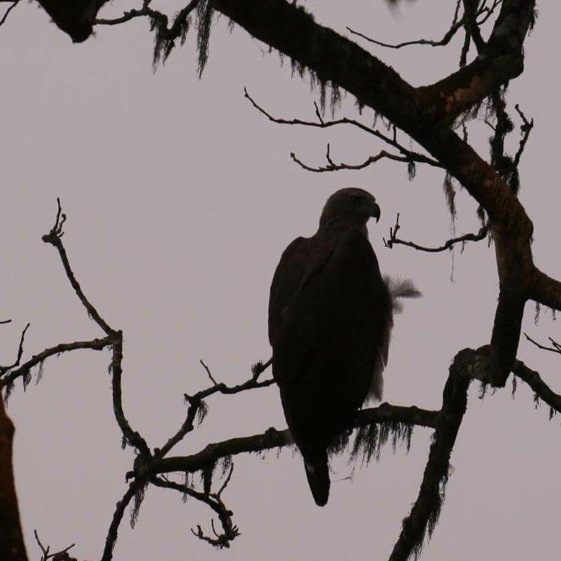 Kaziranga National Park