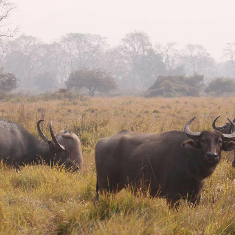 Kaziranga National Park