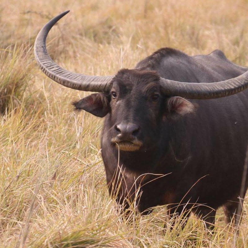 Kaziranga National Park