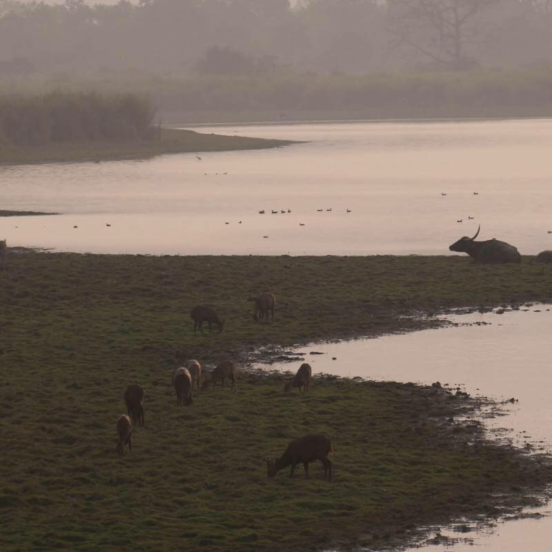 Kaziranga National Park