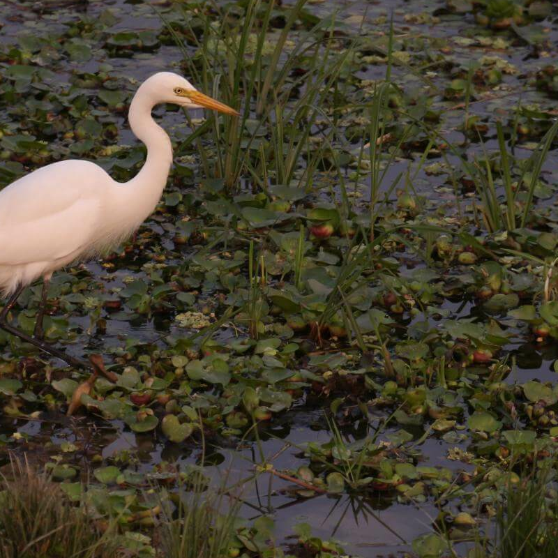 Kaziranga National Park