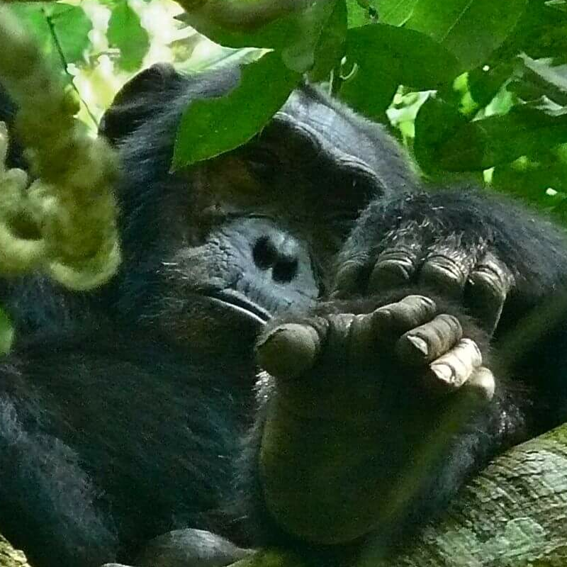 Kibale Forest