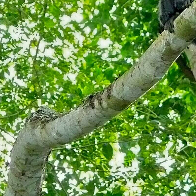 Kibale Forest