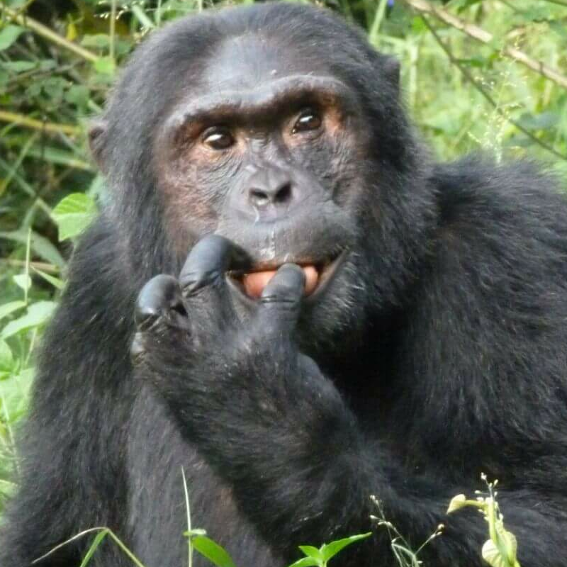 Kibale Forest