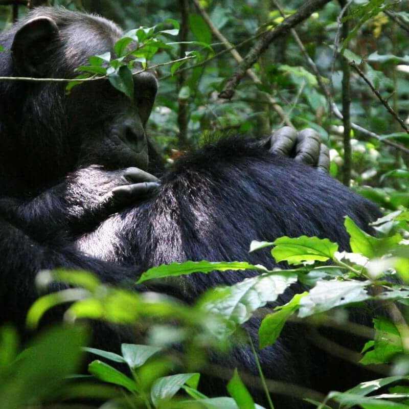 Kibale Forest