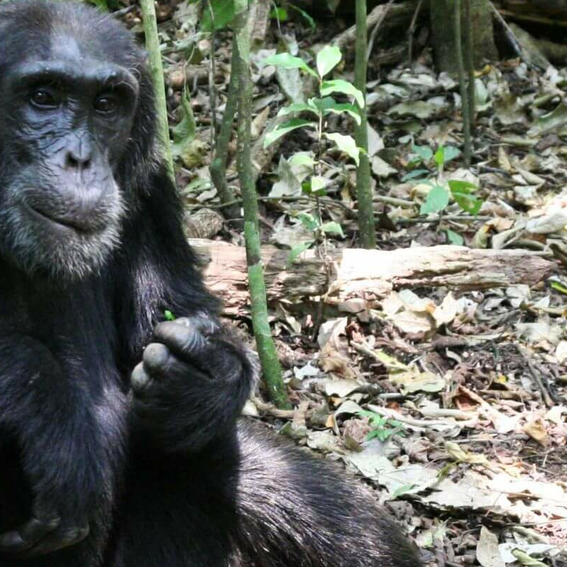 Kibale Forest