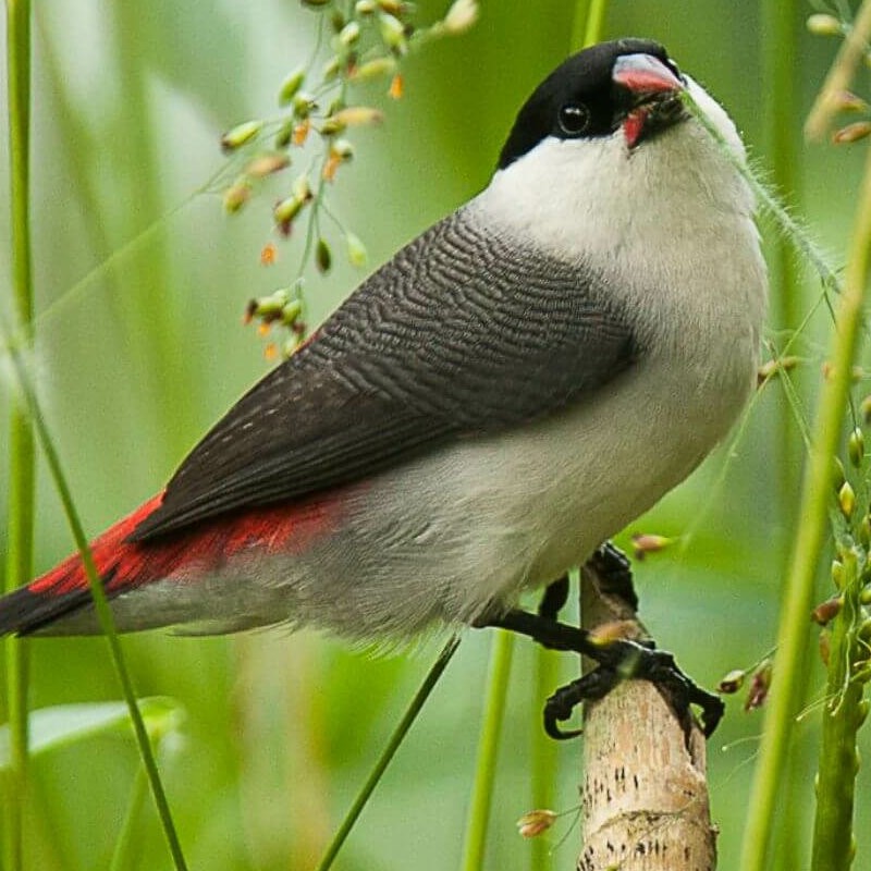 Kibale Forest