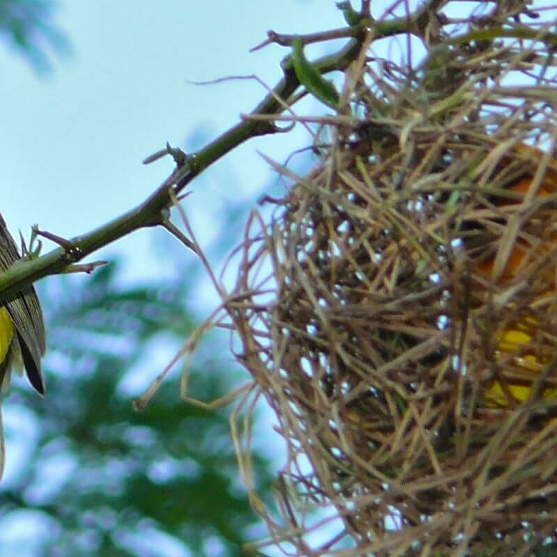 Kibale Forest