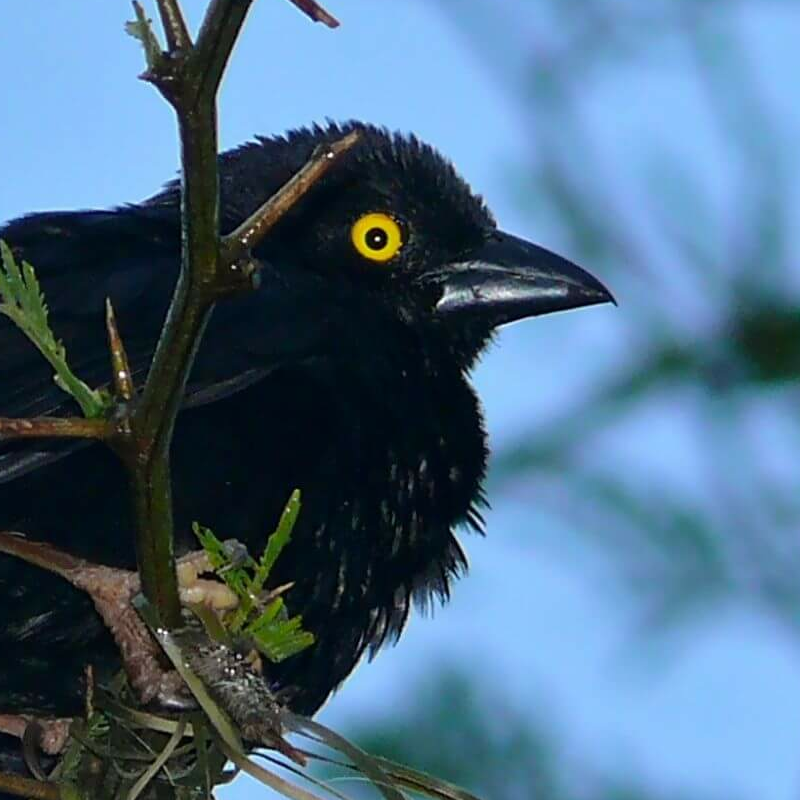 Kibale Forest