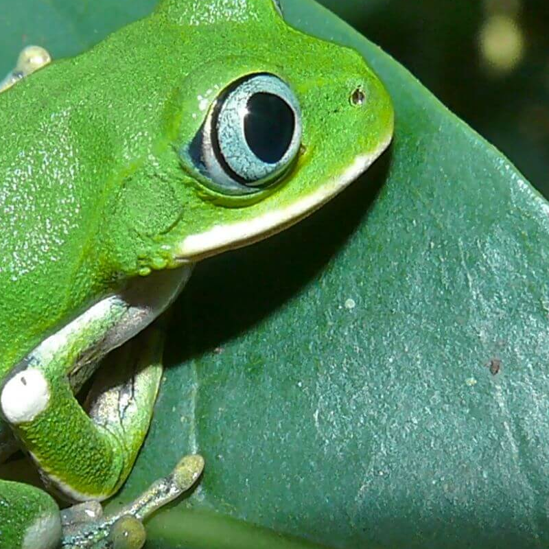 Kibale Forest
