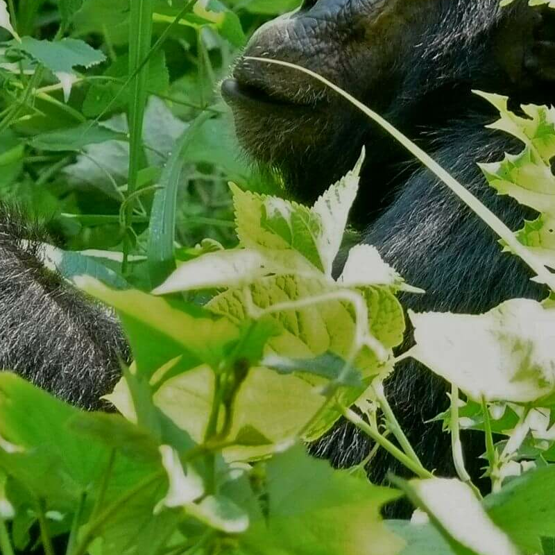 Kibale Forest