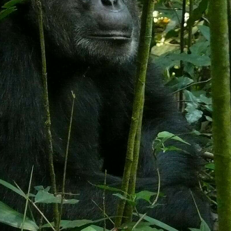 Kibale Forest