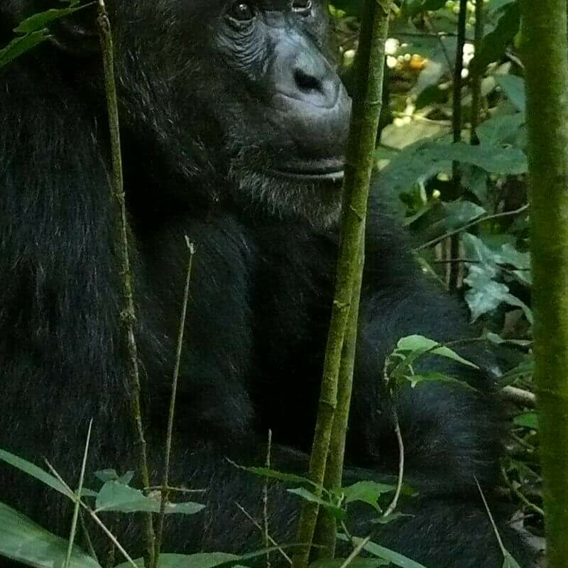 Kibale Forest