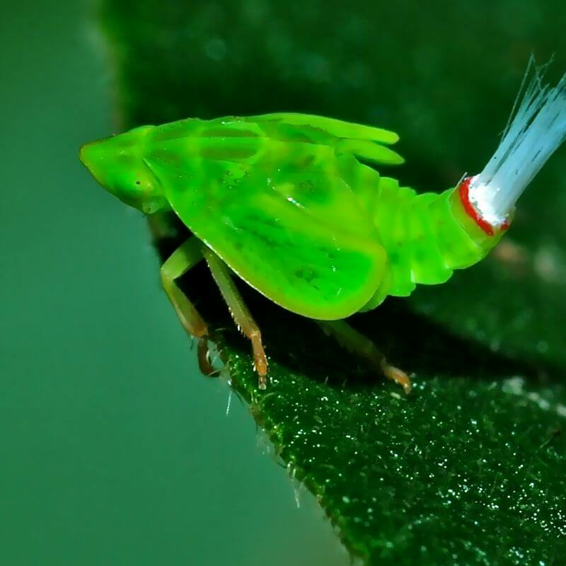 Kibale Forest