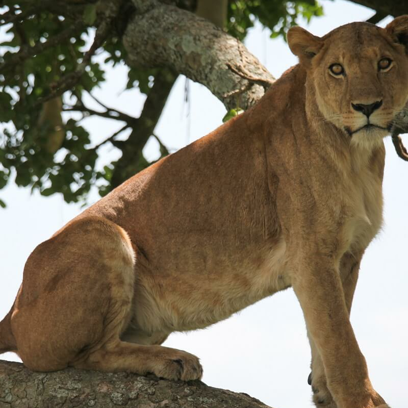 Kidepo Nationalpark