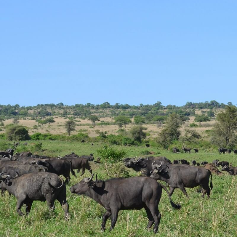 Kidepo Nationalpark