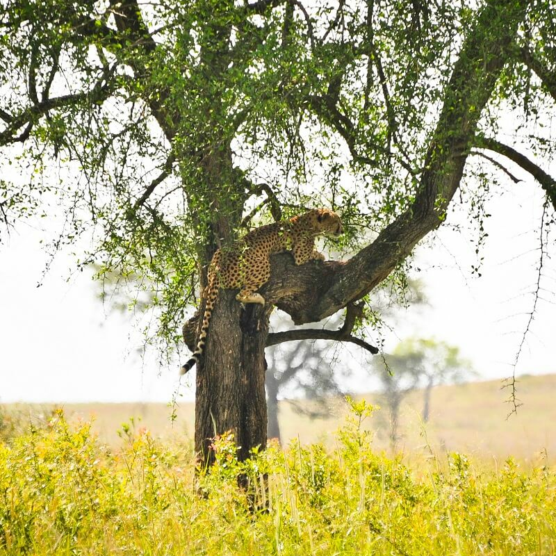 Kidepo Nationalpark