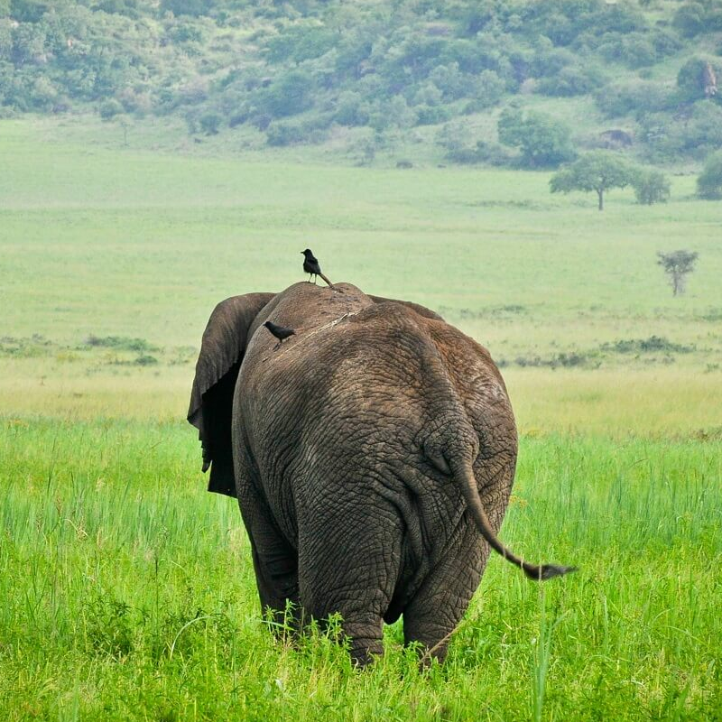 Kidepo Nationalpark