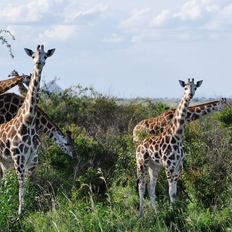 Kidepo Nationalpark