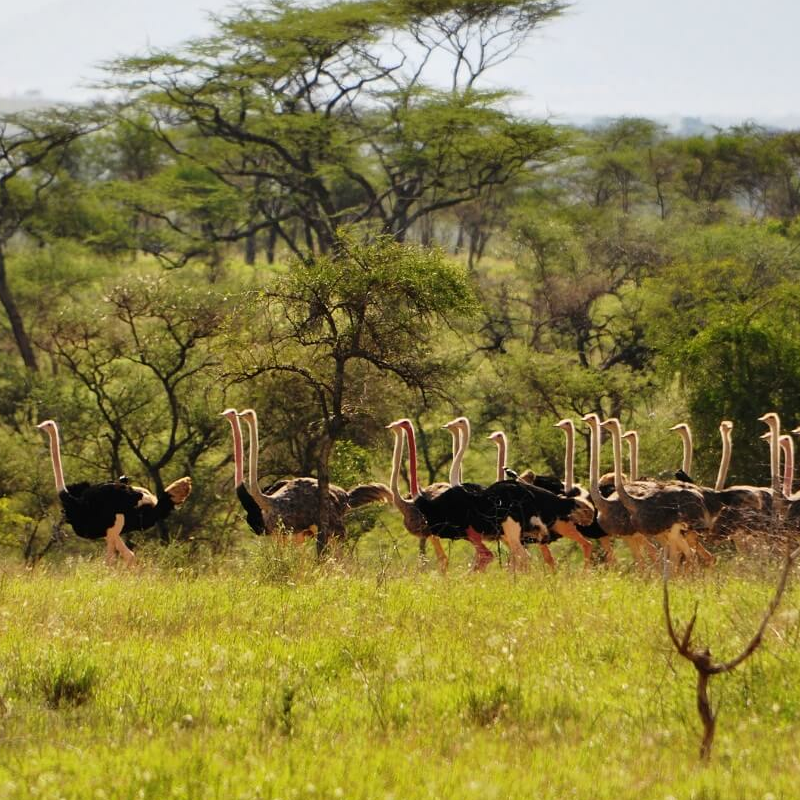 Kidepo Nationalpark