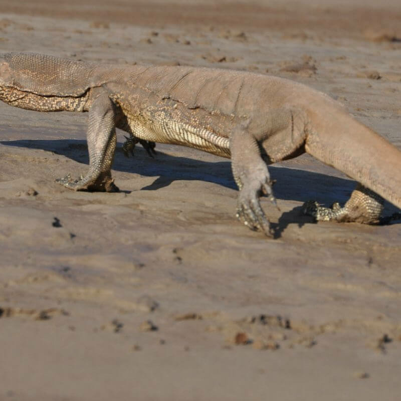Die ultimative Südostasien Safari