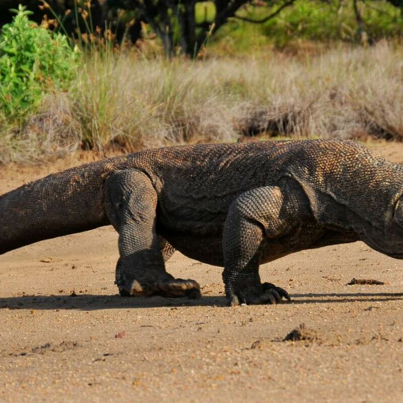 Intensive Orang Utan Safari mit Komodo