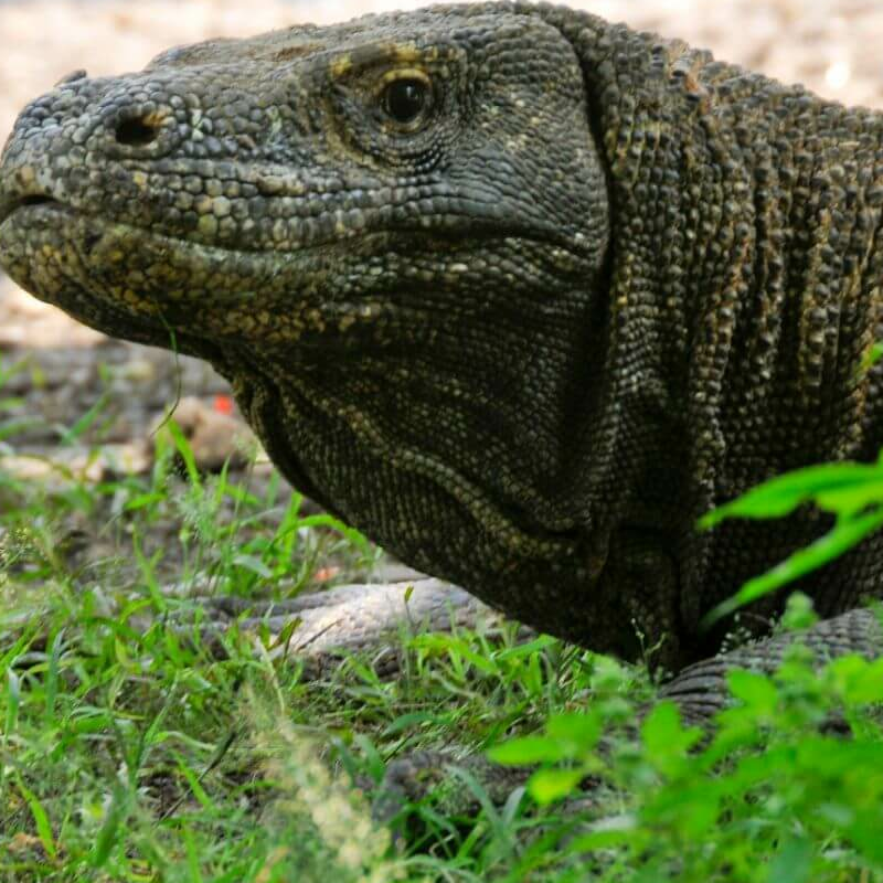 Intensive Orang Utan Safari mit Komodo