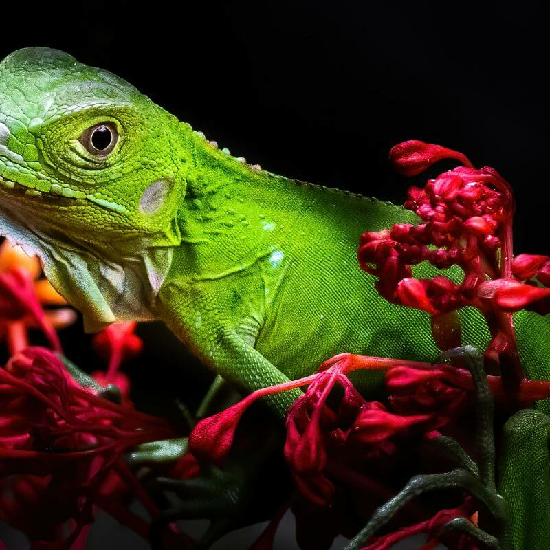 La Selva
