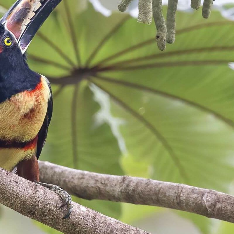 La Selva