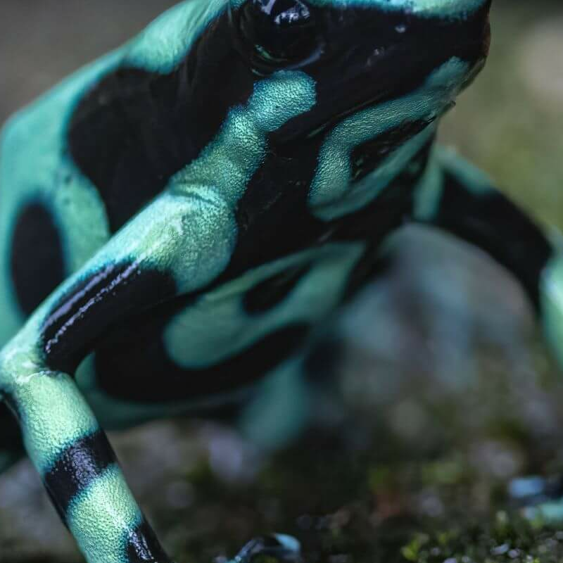 La Selva