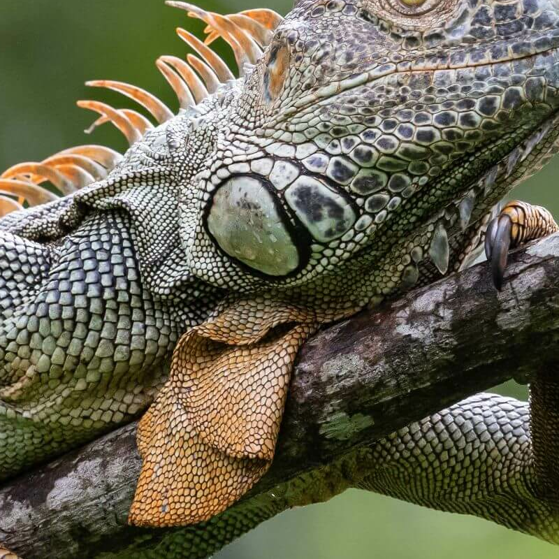 La Selva