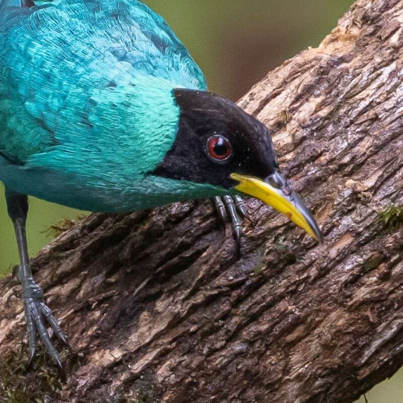 La Selva