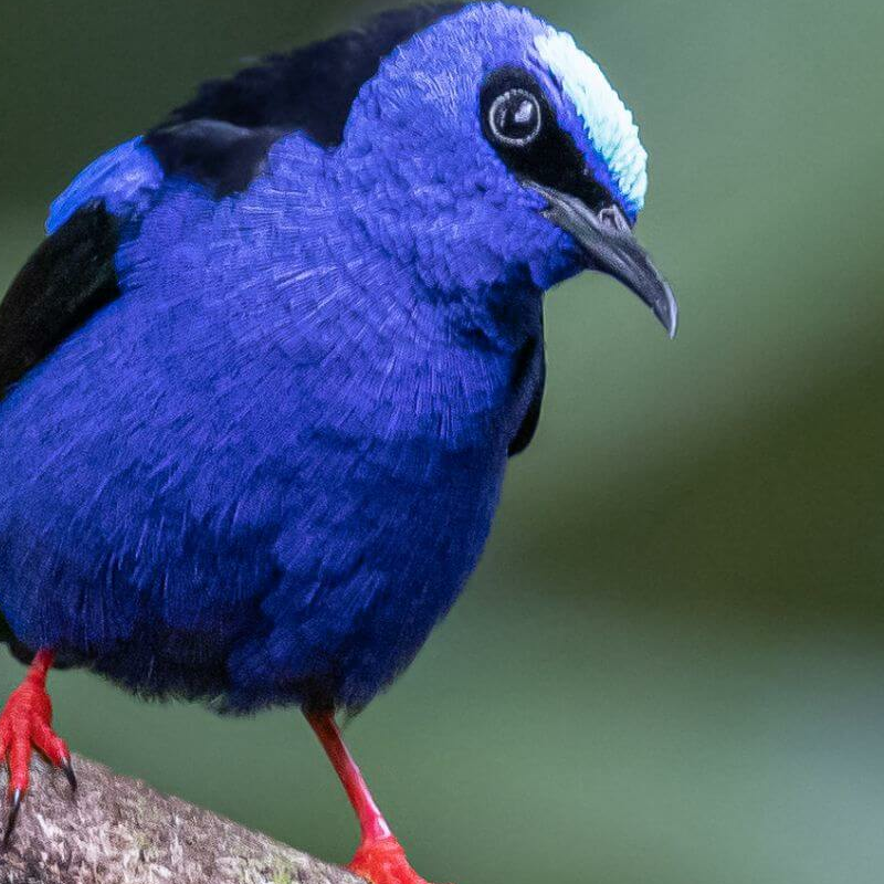 La Selva