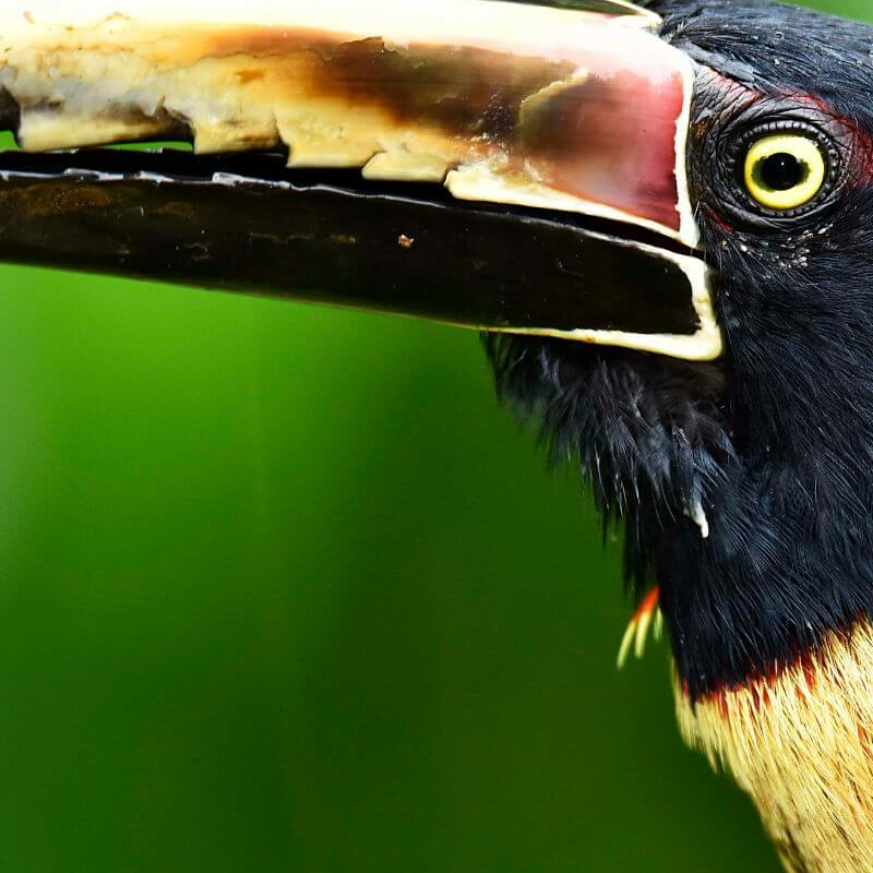 La Selva