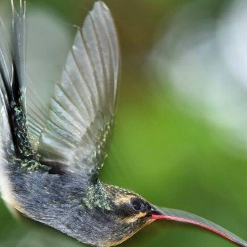 La Selva